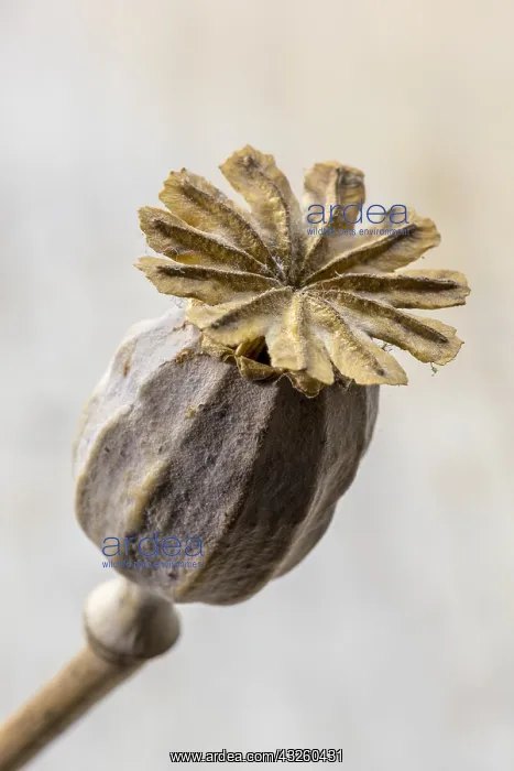 : Dried fruit of poppy flower : Dried fruit of poppy flower