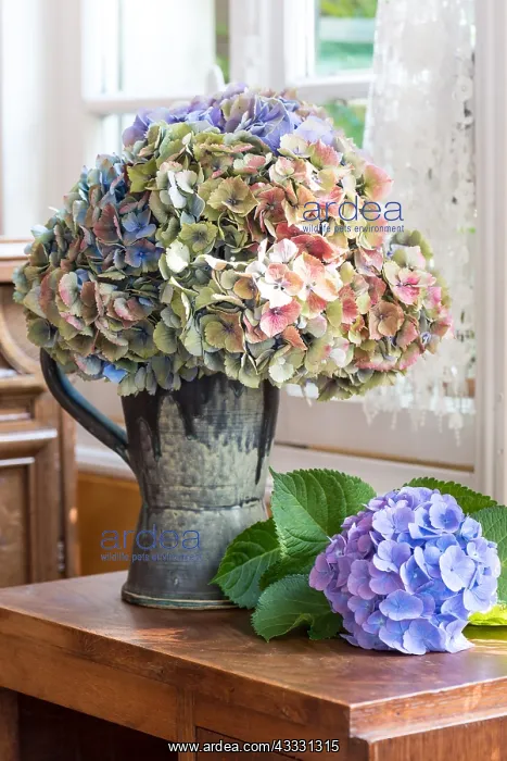  : Dried Hydrangea bouquet France, Pas de Calais, &, x9d29;