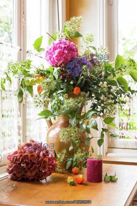  : Dried Hydrangea bouquet France, Pas de Calais, t