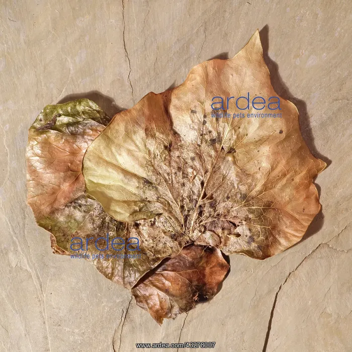  : Dried Ivy Leaves