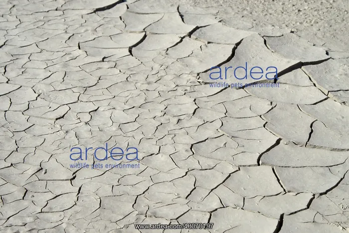: Dried Mud. Patterns in dried mud : Dried Mud. Patterns in dried mud
