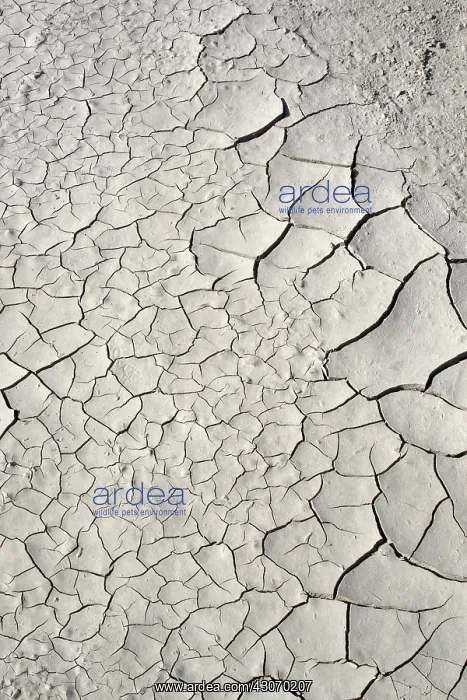 : Dried Mud. Patterns in dried mud : Dried Mud. Patterns in dried mud