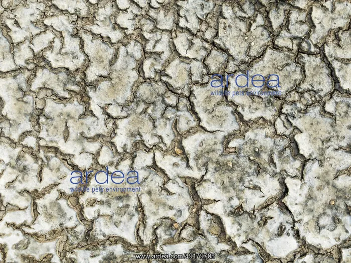 : Dried mud in the marshland of the Bahía de Cádiz Nature Reserve : Dried mud in the marshland of the Bahía de Cádiz Nature Reserve