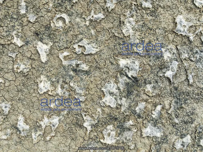 : Dried mud in the marshland of the Bahía de Cádiz Nature Reserve : Dried mud in the marshland of the Bahía de Cádiz Nature Reserve