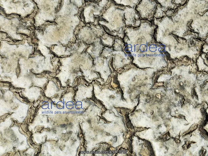 : Dried mud in the marshland of the Bahía de Cádiz Nature Reserve : Dried mud in the marshland of the Bahía de Cádiz Nature Reserve