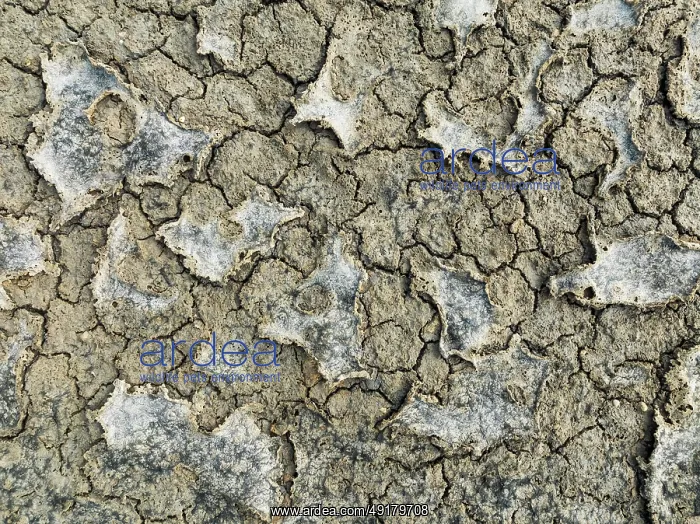 : Dried mud in the marshland of the Bahía de Cádiz Nature Reserve : Dried mud in the marshland of the Bahía de Cádiz Nature Reserve