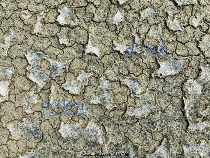 : Dried mud in the marshland of the Bahía de Cádiz Nature Reserve : Dried mud in the marshland of the Bahía de Cádiz Nature Reserve