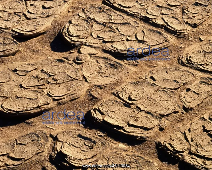 : Dried mud patterns : Dried mud patterns