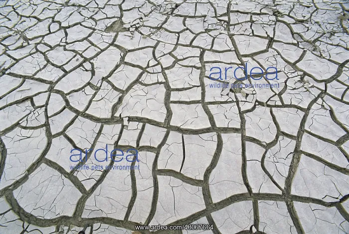 : Dried Mud in Texas : Dried Mud in Texas