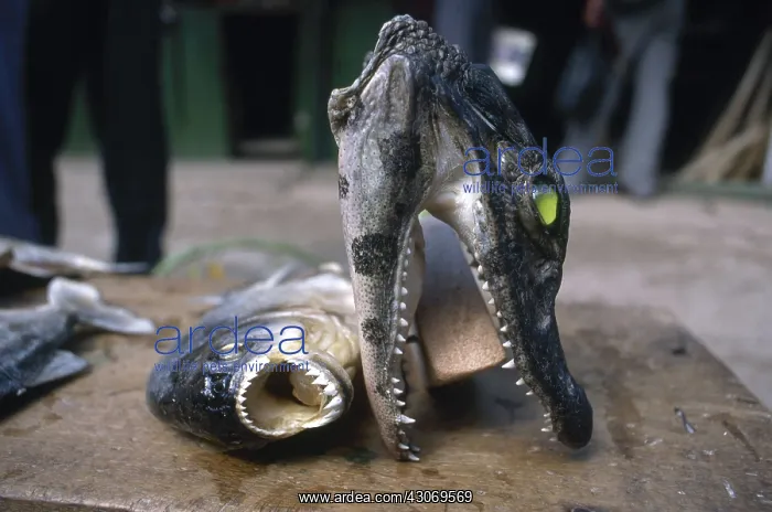 : Dried Piranha and Caiman : Dried Piranha and Caiman