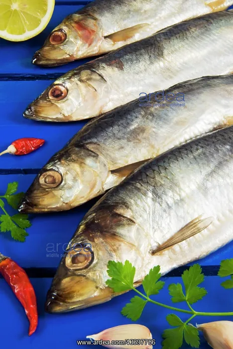 : Dried and smoked Atlantic herring (Clupea harengus) : Dried and smoked Atlantic herring (Clupea harengus)
