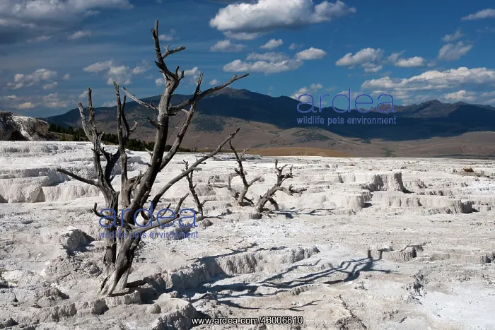  : Dried up spring with dead treesMammoth Springs