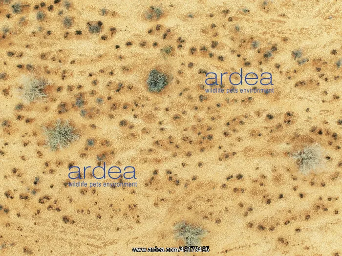 : Dried-up river bed with sparse vegetation : Dried-up river bed with sparse vegetation