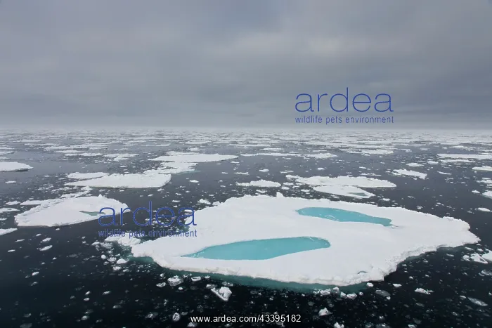 : Drift ice in the Arctic Ocean - Svalbard - Norway : Drift ice in the Arctic Ocean - Svalbard - Norway