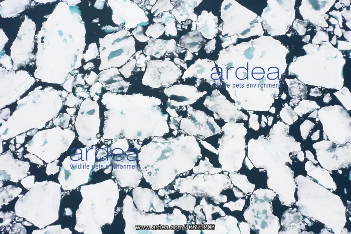 : Drift ice in the Arctic Ocean - Svalbard - Norway : Drift ice in the Arctic Ocean - Svalbard - Norway