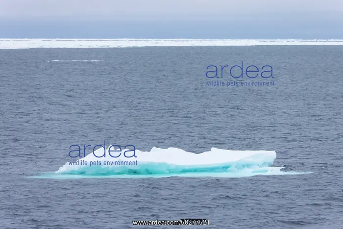 : Drift ice in the arctic sea - Svalbard - Norway : Drift ice in the arctic sea - Svalbard - Norway