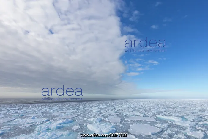: Drift ice in the arctic sea - Svalbard - Norway : Drift ice in the arctic sea - Svalbard - Norway