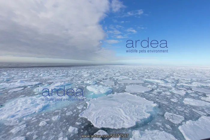 : Drift ice in the arctic sea - Svalbard - Norway : Drift ice in the arctic sea - Svalbard - Norway