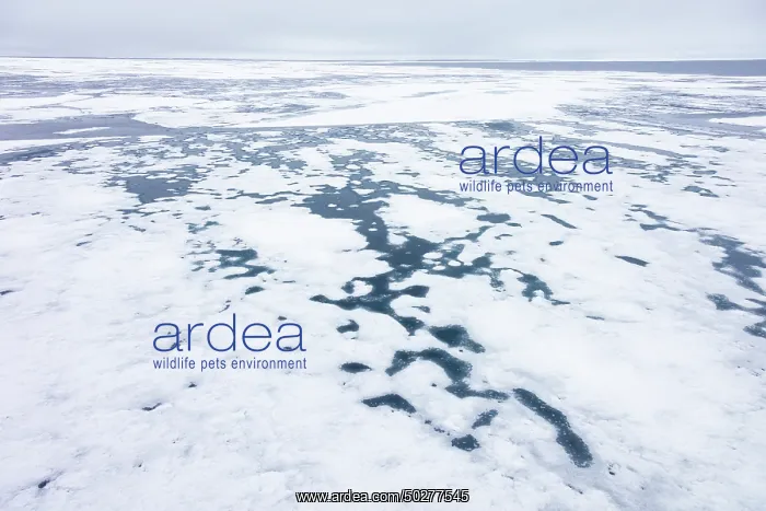 : Drift ice in the arctic sea - Svalbard - Norway : Drift ice in the arctic sea - Svalbard - Norway