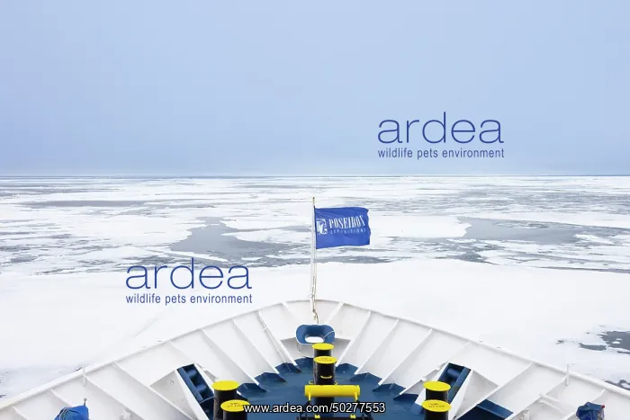 : Drift ice in the arctic sea - Svalbard - Norway : Drift ice in the arctic sea - Svalbard - Norway