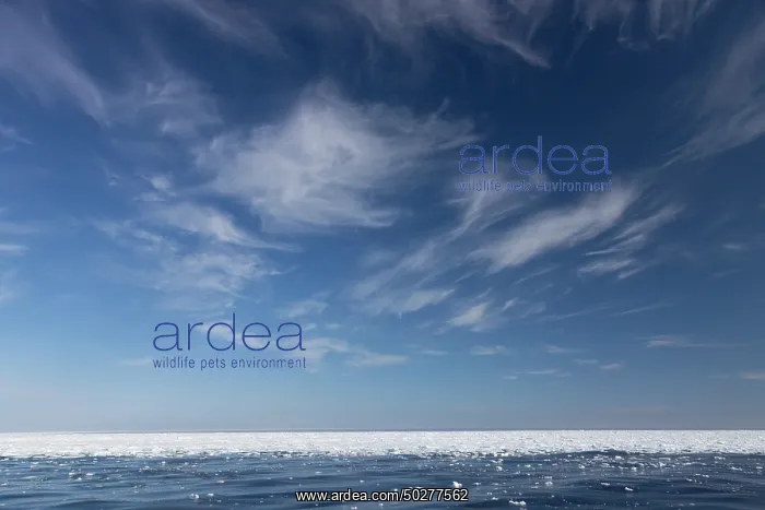 : Drift ice in the arctic sea - Svalbard - Norway : Drift ice in the arctic sea - Svalbard - Norway