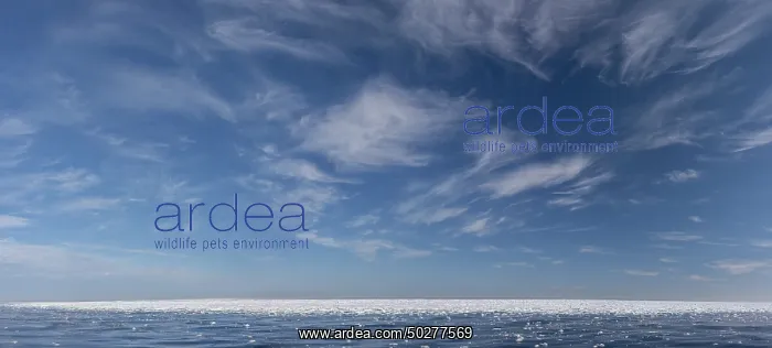 : Drift ice in the arctic sea - Svalbard - Norway : Drift ice in the arctic sea - Svalbard - Norway