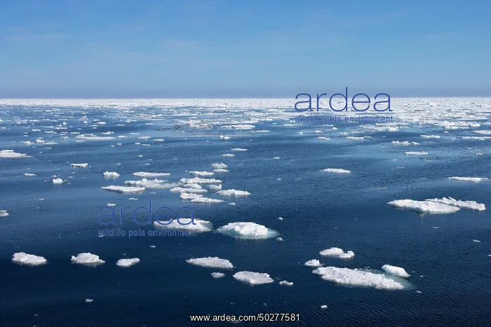 : Drift ice in the arctic sea - Svalbard - Norway : Drift ice in the arctic sea - Svalbard - Norway