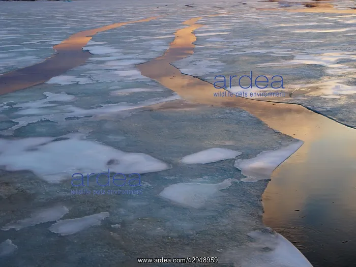 : Drift ice in Lady Franklinsfjorden - Svalbard - Norway : Drift ice in Lady Franklinsfjorden - Svalbard - Norway