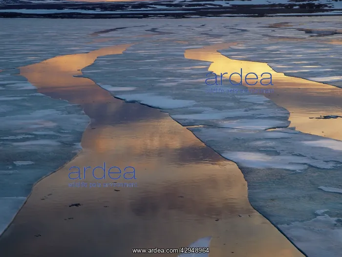 : Drift ice in Lady Franklinsfjorden - Svalbard - Norway : Drift ice in Lady Franklinsfjorden - Svalbard - Norway