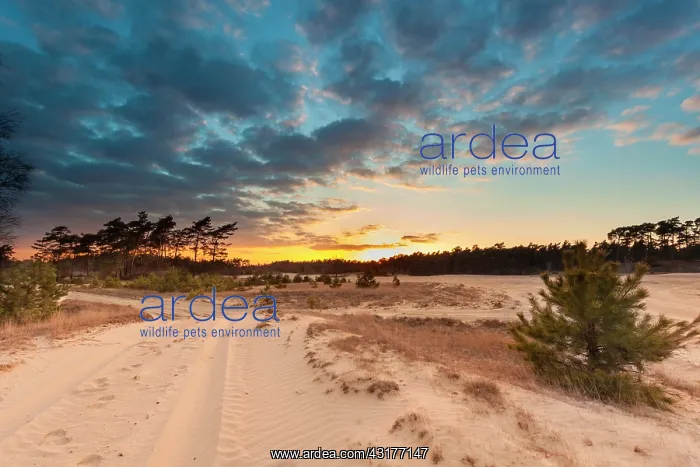 : Drift sand at Stroese zand in Natura 2000 area Veluwe : Drift sand at Stroese zand in Natura 2000 area Veluwe