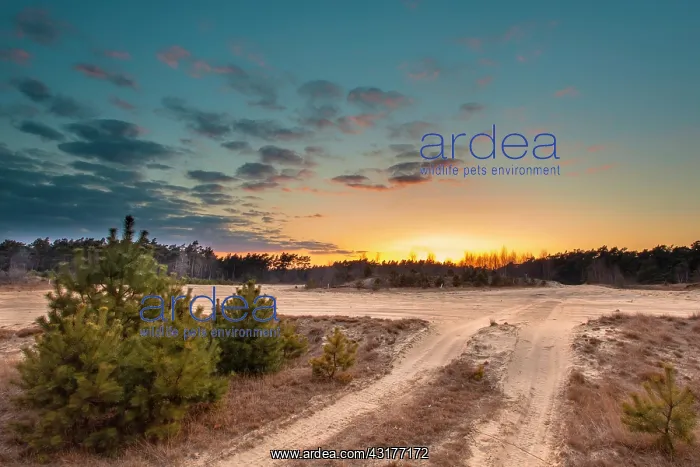 : Drift sand at Stroese zand in Natura 2000 area Veluwe : Drift sand at Stroese zand in Natura 2000 area Veluwe