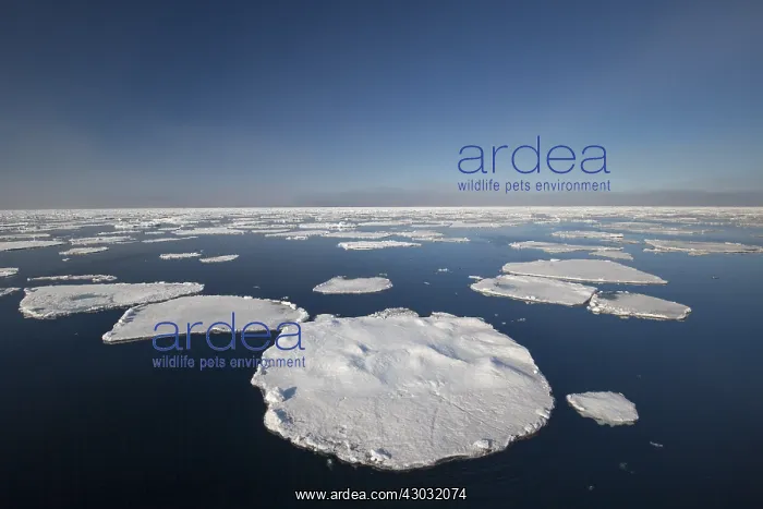: Drifting ice in the arctic sea near Nordaustland : Drifting ice in the arctic sea near Nordaustland