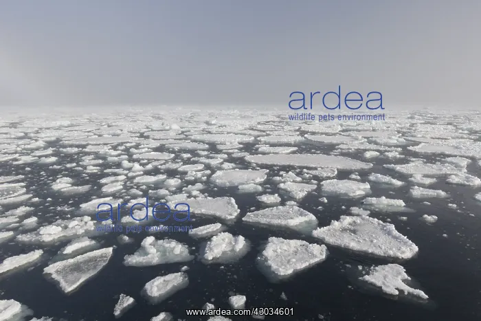 : Drifting round ice floes - Nordaustland - Svalbard, Norway : Drifting round ice floes - Nordaustland - Svalbard, Norway