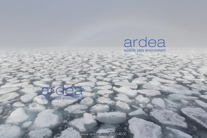 : Drifting round ice floes - Nordaustland - Svalbard, Norway : Drifting round ice floes - Nordaustland - Svalbard, Norway