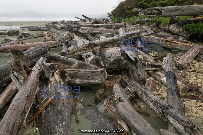 : Driftwood : Driftwood