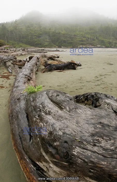 : Driftwood : Driftwood