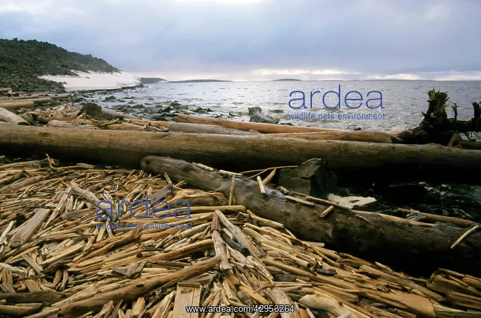 : Driftwood - accumulating in Yenisey-river gulf : Driftwood - accumulating in Yenisey-river gulf
