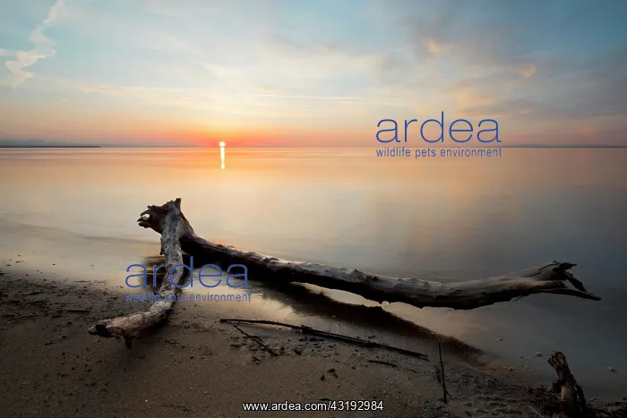 : Driftwood in evening light and stormy atmosphere : Driftwood in evening light and stormy atmosphere