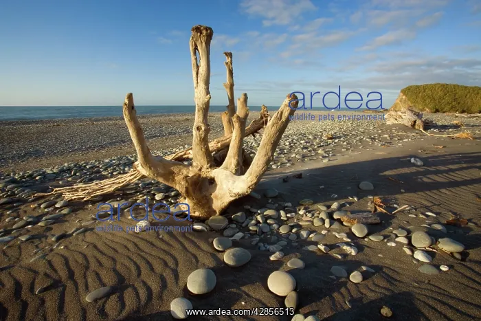: Driftwood - by the power of water beautifully sculpted : Driftwood - by the power of water beautifully sculpted