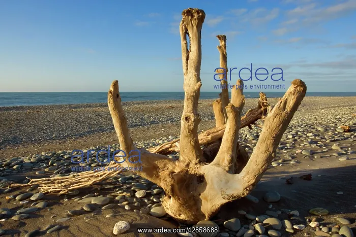  : Driftwood - by the power of water beautifully sculpted