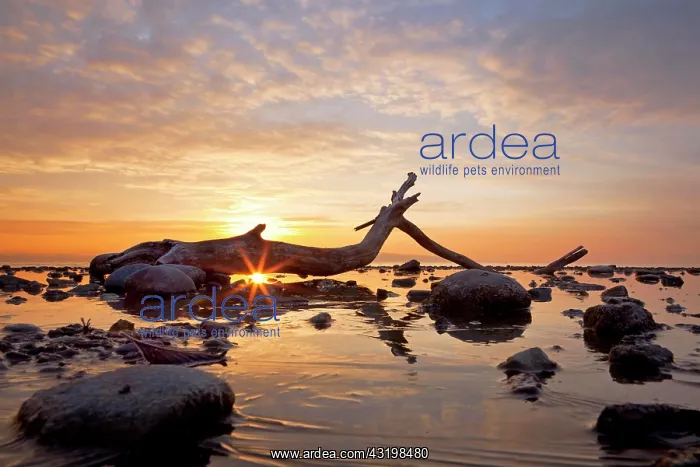 : Driftwood at sunrise on a cold morning at Lake Constance : Driftwood at sunrise on a cold morning at Lake Constance