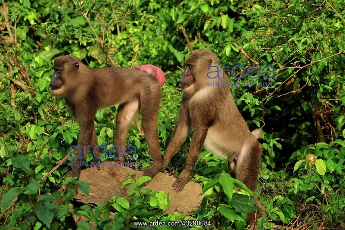 : Drill - female - swollen rump - male - controlled : Drill - female - swollen rump - male - controlled