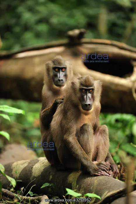 : Drill - juveniles - grooming - controlled conditions : Drill - juveniles - grooming - controlled conditions