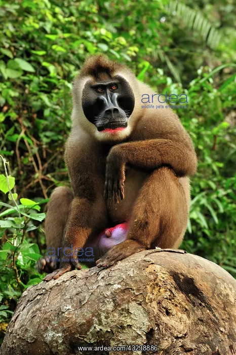  : Drill - male - controlled conditions Afi Mountain