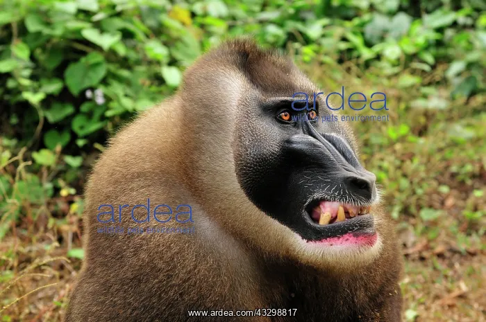 : Drill - male - smiling - controlled conditions Afi : Drill - male - smiling - controlled conditions Afi