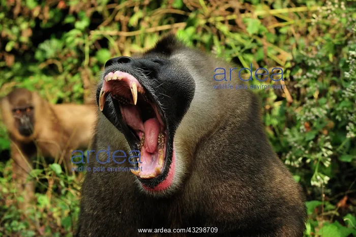 : Drill - male - yawning - controlled conditions Afi : Drill - male - yawning - controlled conditions Afi