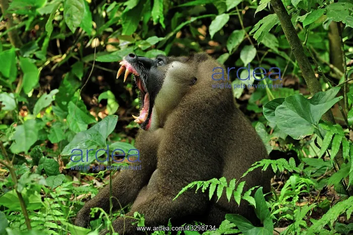 : Drill - male - yawning - controlled conditions Afi : Drill - male - yawning - controlled conditions Afi