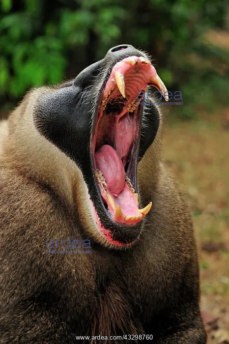 : Drill - male - yawning - controlled conditions Afi : Drill - male - yawning - controlled conditions Afi