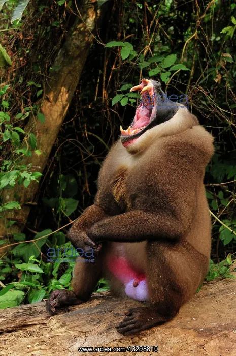 : Drill - male - yawning - controlled conditions Afi : Drill - male - yawning - controlled conditions Afi