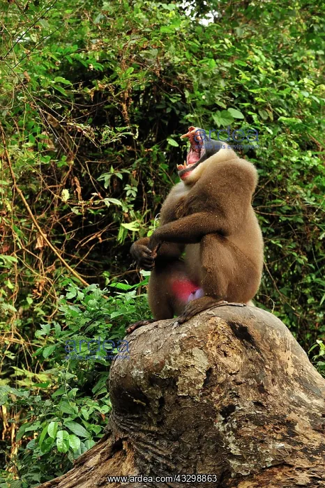 : Drill - male - yawning - controlled conditions Afi : Drill - male - yawning - controlled conditions Afi